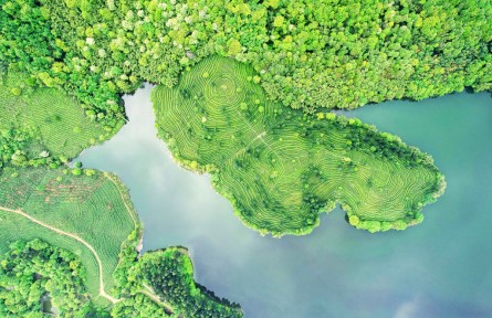 四川綿竹：春茶飄香，正是采茶好時節(jié)