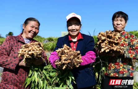 湖南衡陽：“常寧無渣生姜”獲國(guó)家“金字招牌”