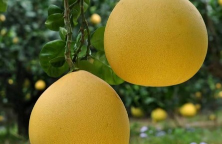 浙江溫州：“蒼南四季柚”獲國(guó)家地理標(biāo)志登記保護(hù)