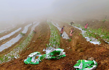 福建長(zhǎng)?。罕鈳X村民種黃精得“黃金”