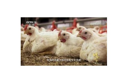 六級(jí)大型紀(jì)錄片《種子 種子》| 第六集：決勝種源