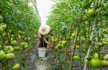 接力24小時：一顆“浙江菜”是如何發(fā)往上海的？