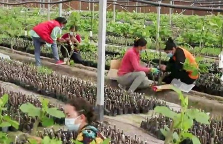 新疆岳普湖：做強設(shè)施農(nóng)業(yè) 助力鄉(xiāng)村振興