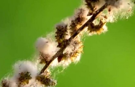 又到一年“飛絮”時 怎么防？怎么治？