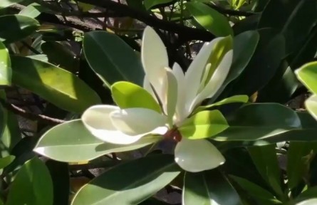 難得一見！這株極危物種30多年來第一次開花