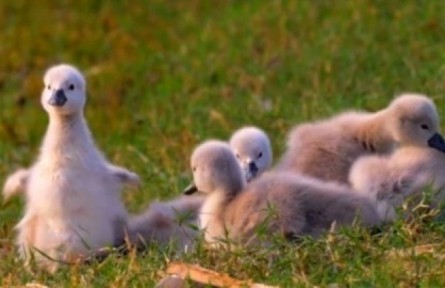 一眼就被萌化了！河南鄭州北龍湖再添9只天鵝寶寶