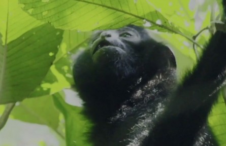 海南猿聲啼不?。●雎?tīng)來(lái)自熱帶雨林的“天籟之音”