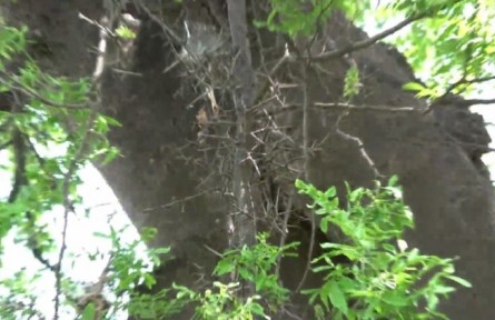 走進(jìn)秦嶺國(guó)家植物園——皂莢