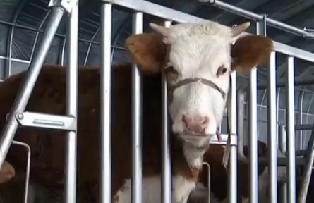 黑龍江：谷飼養(yǎng)殖肉牛 助推鄉(xiāng)村振興