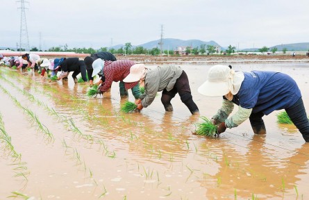 云南：袁隆平超級雜交稻如期移栽大田