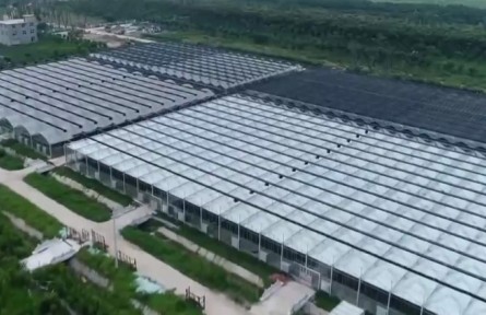 安徽：做強特色產(chǎn)業(yè) 加速鄉(xiāng)村振興