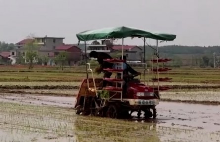 江西新余：現(xiàn)代農(nóng)機裝備助力早稻生產(chǎn)