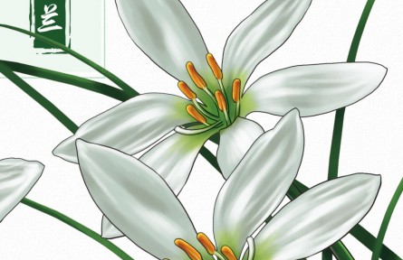 物種故事 | 蔥蘭：形似小蔥，翠葉白花，它開(kāi)出了人間煙火的浪漫