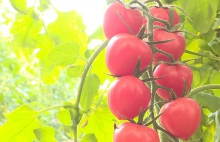 山東省威海市文登營鎮(zhèn)：黨群齊心共致富 百姓日子有奔頭