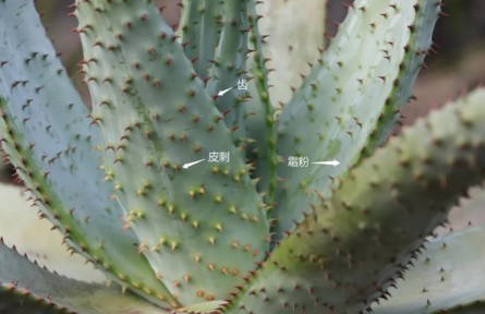 物種故事 | 蘆薈：你，學(xué)“薈”了么？