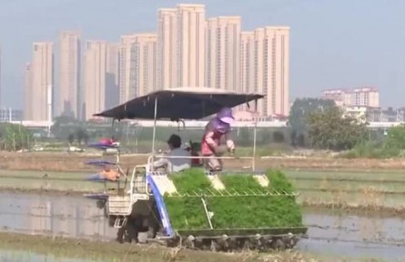 福建莆田：正是水稻插秧時 數(shù)字賦能助春耕