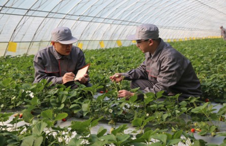 山東濟(jì)寧鄒城市：“按揭農(nóng)業(yè)”圓夢(mèng)“莓”好生活