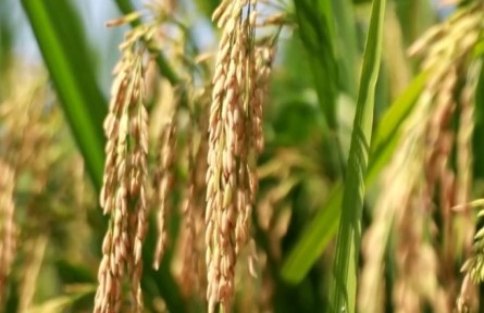 中國糧食保供穩(wěn)價有堅實基礎(chǔ)