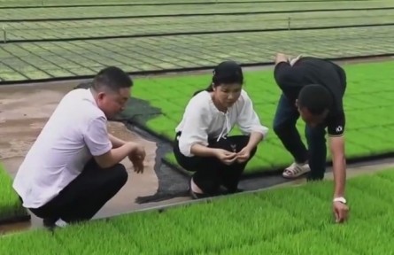 新型農(nóng)民董敏芳：打造“面朝屏幕背朝云”的智慧農(nóng)業(yè)