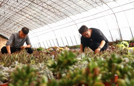 甘肅慶陽：“90后”新農(nóng)人的多肉新天地