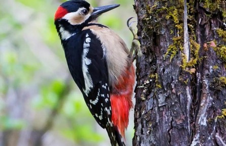 物種故事 | 大斑啄木鳥：亦正亦邪，我對(duì)自己的定位好糾結(jié)