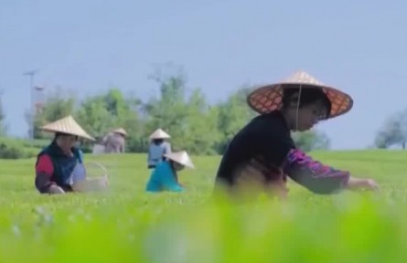 安吉白茶助力三省五縣百姓脫貧增收