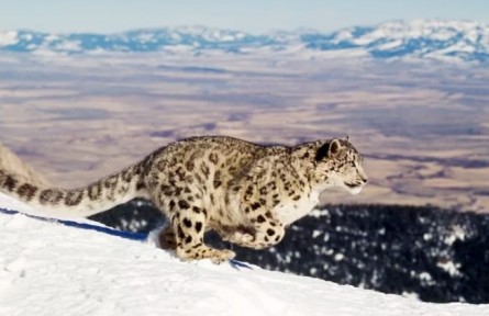 懟臉拍萌萌噠！西藏拉薩首次拍到雪豹紅外影像
