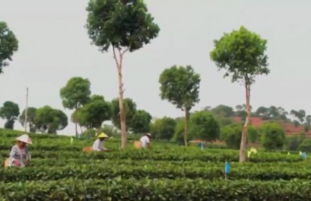 云南景谷：黨建領(lǐng)航助力集體經(jīng)濟五年增長14倍