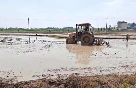安徽宿松：擴種再生稻 穩(wěn)產(chǎn)增效益