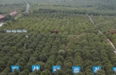 國家林草局：到2025年油茶種植面積力爭超9000萬畝