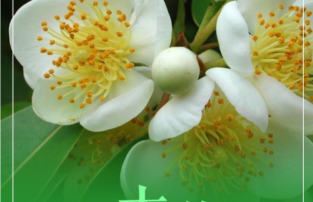 物種故事 | 木荷：花香濃郁的天然“防火樹”