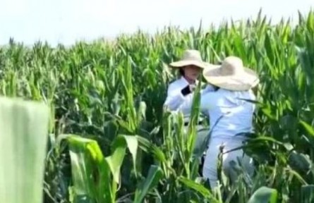 海南：農(nóng)業(yè)科研青年傳承“中國(guó)芯” 攥緊種子種下未來(lái)