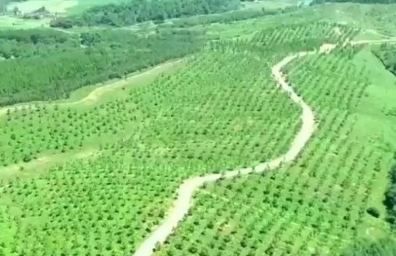 安徽：林長制推動綠色經(jīng)濟加速發(fā)展