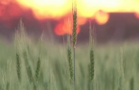 全球第二大小麥生產(chǎn)國印度宣布出口禁令