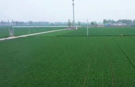 保糧食生產(chǎn) 穩(wěn)住農(nóng)業(yè)基本盤(pán) 2022年夏糧豐收在望