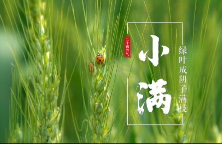 小滿，綠葉成陰子滿枝