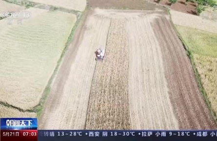 小滿小滿，麥粒漸滿！我國(guó)夏糧豐收在望