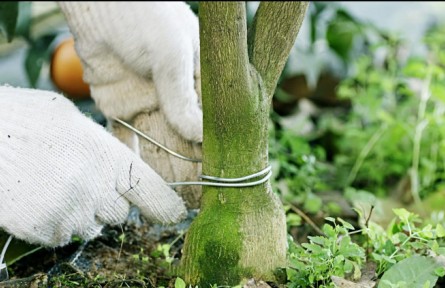 農(nóng)業(yè)知識：果樹的環(huán)剝、環(huán)割和環(huán)扎