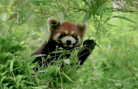 2022年國(guó)際生物多樣性日：嘿！它們?cè)谶@里！