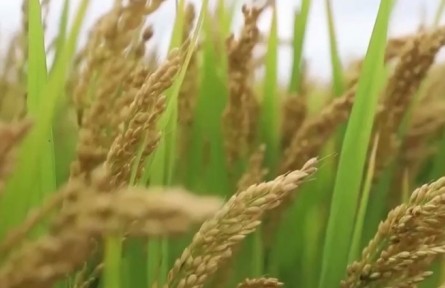 全國(guó)多地開啟大規(guī)模“海水稻”插秧