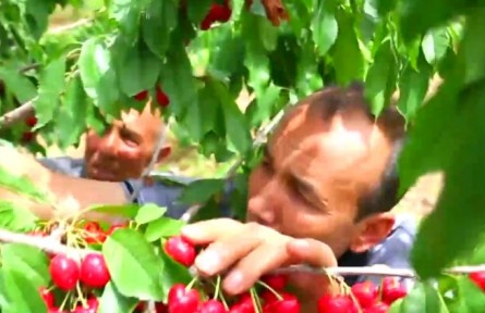 新疆莎車(chē)：小櫻桃激活鄉(xiāng)村振興大產(chǎn)業(yè)