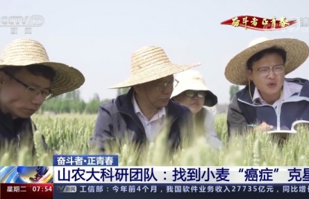 20年攻克小麥“癌癥” 這群青年用行動守護“中國糧”