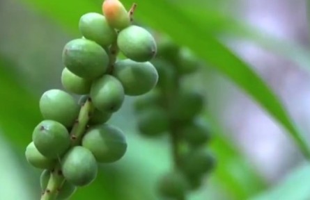 海南：推進(jìn)南藥產(chǎn)業(yè)化發(fā)展 健全中醫(yī)藥健康產(chǎn)業(yè)體系