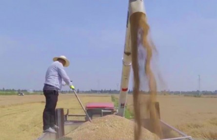 安徽宿松：27萬余畝小麥陸續(xù)進入成熟收割期