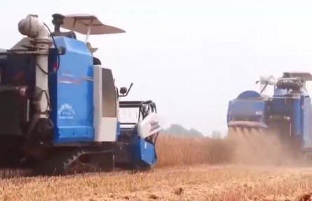 湖北南漳：51.3萬畝小麥豐收 預計產量1.3億公斤