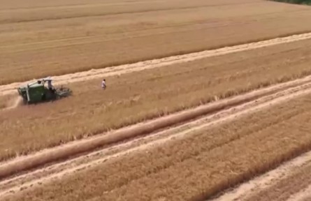 江蘇泗洪：140萬畝小麥開鐮 農(nóng)機(jī)服務(wù)隊(duì)助顆粒歸倉