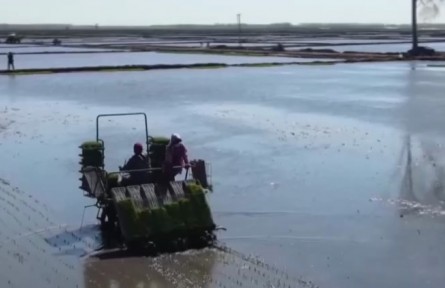 我國2022年春播基本結(jié)束 面積增 進度快 出苗好