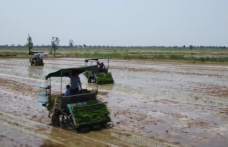 全國(guó)“海水稻”大規(guī)模插秧陸續(xù)展開(kāi)