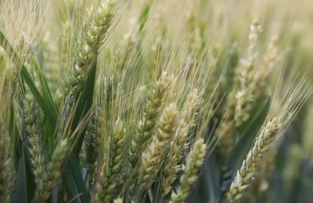 河北：搶抓時(shí)機(jī)預(yù)防 降低干熱風(fēng)對冬小麥影響