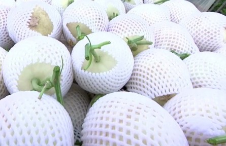 甘肅蘭州：皋蘭縣1.3萬畝白蘭瓜迎來采摘季